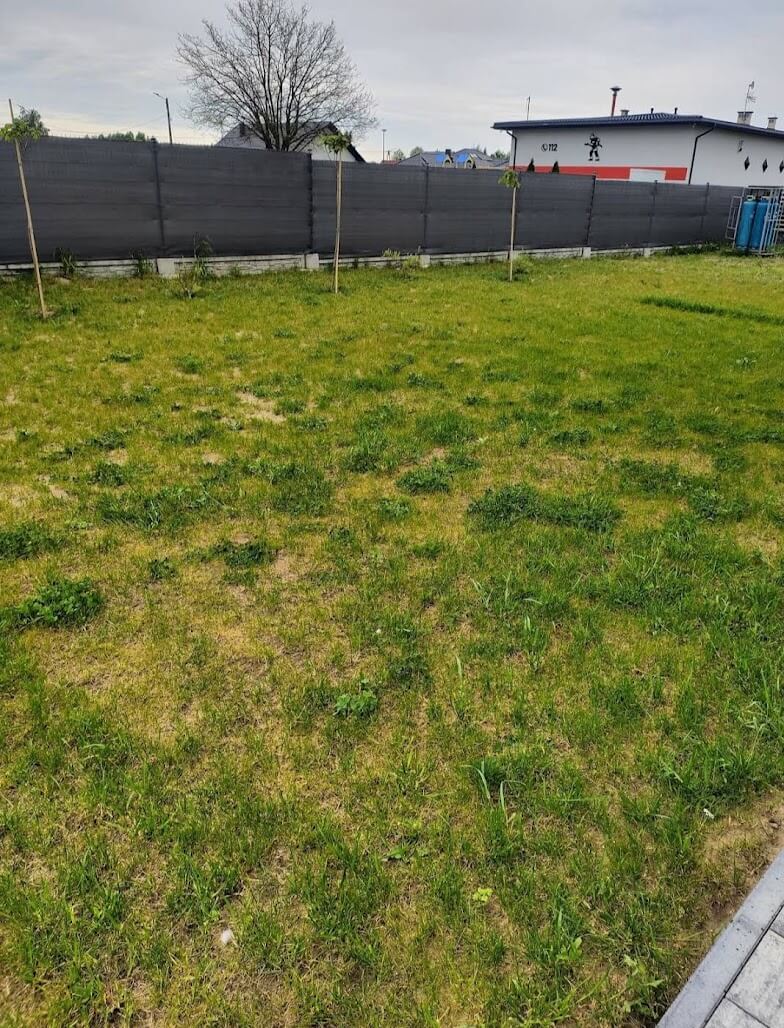 Uszkodzony trawnik po zimie - wymagający regeneracji